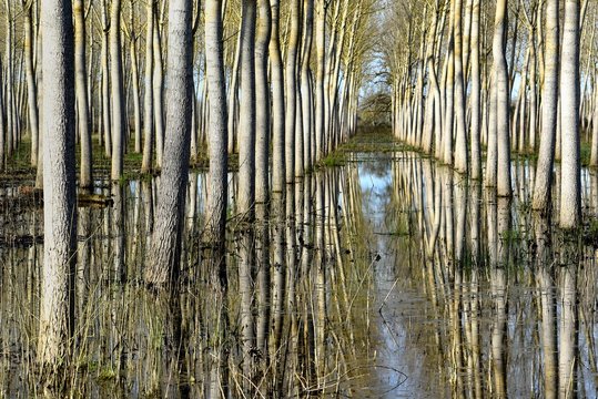 peupliers inond&eacute;s