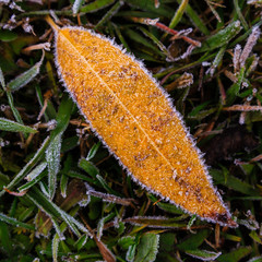 Autumn leaves covered with frost on a autumn background