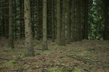Forest out of firs showing damage due to bark beetle