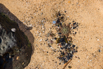 sea stars on sand on the beach