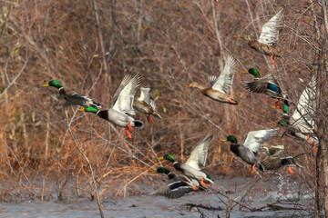 Mallard ducks in flight mallards taking off flying