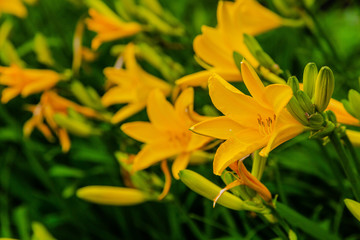 Yellow flowers of hemerocallis middendorffii in garden