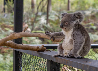 koala in a tree © Gvido