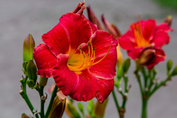 Flowering Day-lily flowers (Hemerocallis flower), closeup in the sunny day.  The beauty of decorative flower in garden .