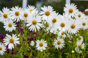 Fototapeta premium Flowers of autumn chamomile (Leucanthemella serotinum) in autumn garden