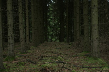 Forest out of firs showing kind of an alley and damage due to bark beetle