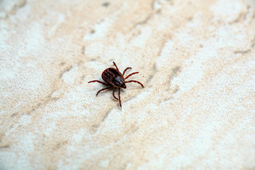 A dangerous parasite and infection carrier mite