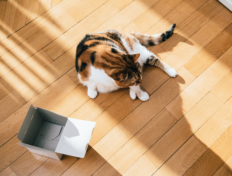 Curious cute cat playing with an open box on the wooden parquet floor