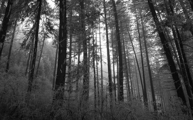 Fototapeta premium Trees in Winter