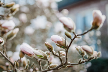 Close-up of beautiful magnolia buds in spring park forest