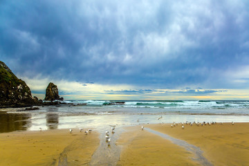 Fototapeta premium Cannibal Bay on the South Island
