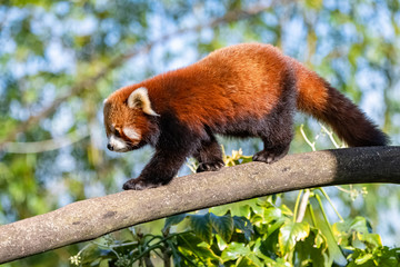 Red panda, Ailurus fulgens, portrait of a cute animal 
