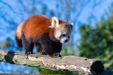 Red panda, Ailurus fulgens, portrait of a cute animal 