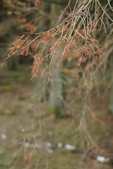 Forest out of firs showing damage due to bark beetle