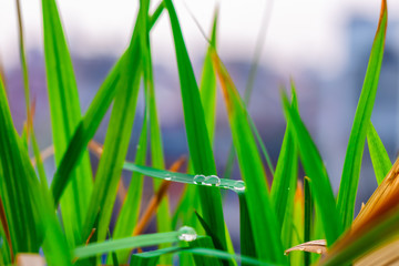 Drop of rain water collected on a grass in the morning