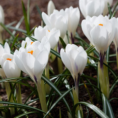 Crocus, plural crocuses or croci is a genus of flowering plants in the iris family. A single crocus, a bunch of crocuses, a meadow full of crocuses