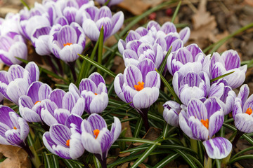 Crocus, plural crocuses or croci is a genus of flowering plants in the iris family. A single crocus, a bunch of crocuses, a meadow full of crocuses