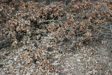  realistic texture of grass and leaves after snow melts