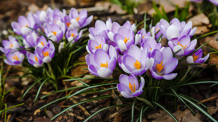 Crocus, plural crocuses or croci is a genus of flowering plants in the iris family. A single crocus, a bunch of crocuses, a meadow full of crocuses