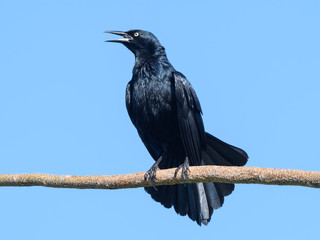 Greater Antillean Grackle Calling, Portrait on Blue Sky