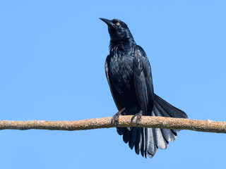 Greater Antillean Grackle  Portrait on Blue Sky