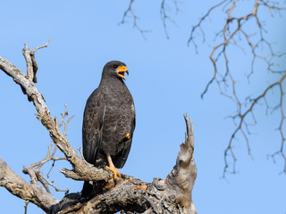 Cuban Black Hawk Calling, Portrait on Blue Sky