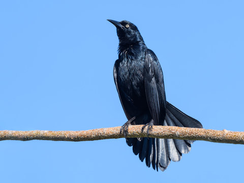 Greater Antillean Grackle  Portrait On Blue Sky