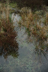 Pond Nature Moss and Forest