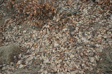 realistic   texture of grass and leaves 