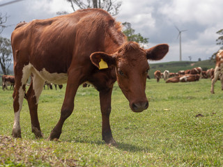 Brown young cow grazes in a green meadow