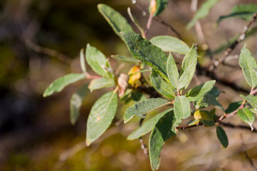 Green branch of tree with big light green and yellow leaves in summer forest. Wild plants
