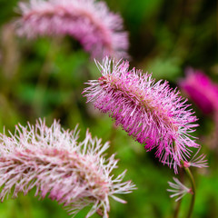 Flower of sanguisorba obtusa in natural background. Sanguisorba obtusa is medicinal plant in the...