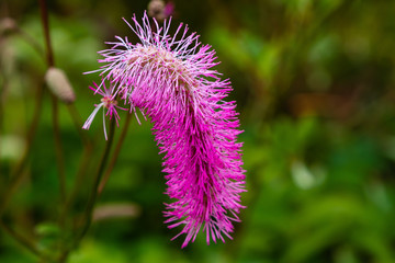 Flower of sanguisorba obtusa in natural background. Sanguisorba obtusa is medicinal plant in the garden