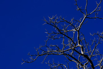 branches of tree on blue background of sky