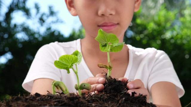 4k Slow motion kid hand take litle seedling from black soil in a garden
