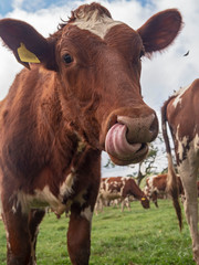 Brown muzzle of a young cow with tongue. Close-up.