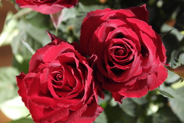 Rote Rosen in der Morgensonne