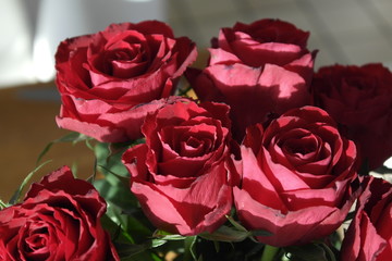 Rote Rosen in der Morgensonne
