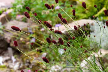 Sanguisorba officinalis, the great burnet, is a plant in the family Rosaceae, subfamily Rosoideae. Sanguisorba officinalis is medicinal plant and plant for rock garden