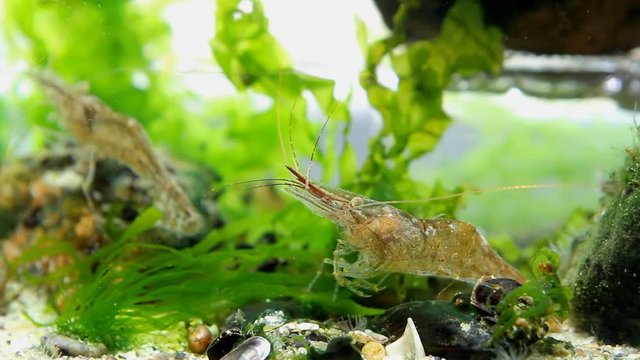 funny and active crustacean pet Palaemon adspersus, Baltic prawn, saltwater decapod feed on sea vegetation with its pereiopods and antennas