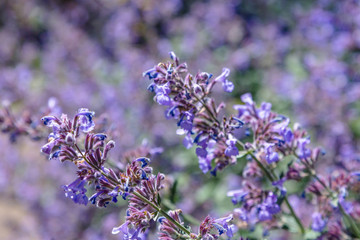 Nepeta cataria in garden. Blue flowers of Nepeta in garden.