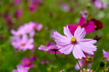 Fototapeta premium Beautiful Cosmos flowers in nature, light pink and deep pink cosmos. Summer floral background.