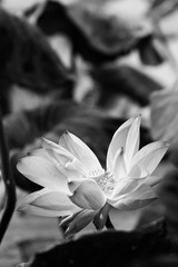 light and shade of the lotus