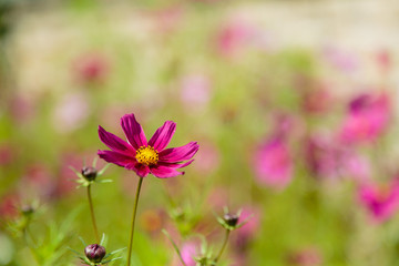 Beautiful Cosmos flowers in nature, light pink and deep pink cosmos. Summer floral background.