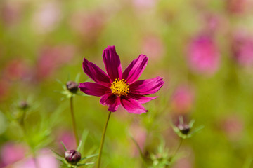 Fototapeta premium Beautiful Cosmos flowers in nature, light pink and deep pink cosmos. Summer floral background.