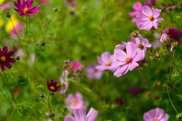 Fototapeta premium Beautiful Cosmos flowers in nature, light pink and deep pink cosmos. Summer floral background.