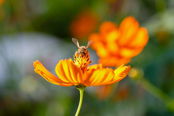 Cosmos sulphureus. Bee on an orange summer flower cosmos.