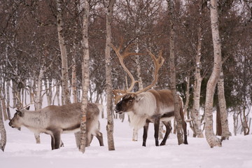 Reindeer Norway