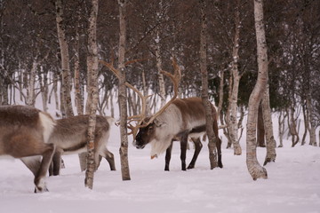 Reindeer Norway