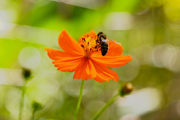 Bee on bright cosmos flower in summer time